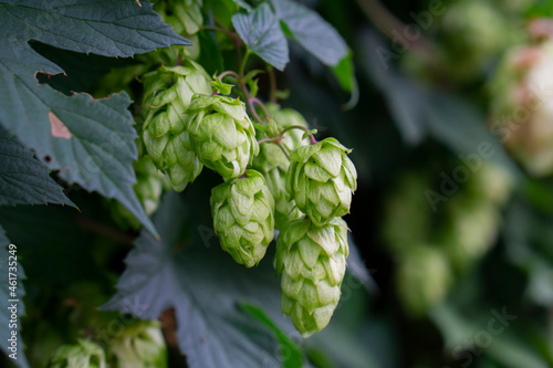 Humulus lupulus, the common hop or hops close up shot. Green fresh hop cones for making beer and bread close up, agricultural background.