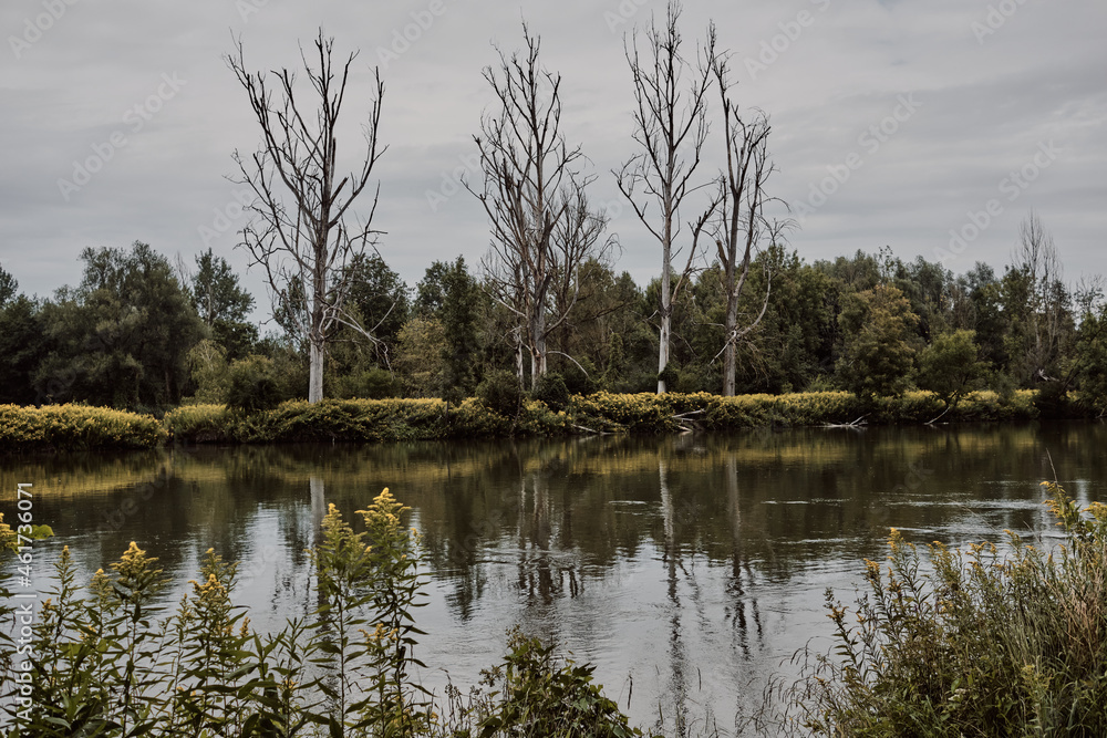 Obraz premium Abgestorbene Eschen an der Isar bei Landau