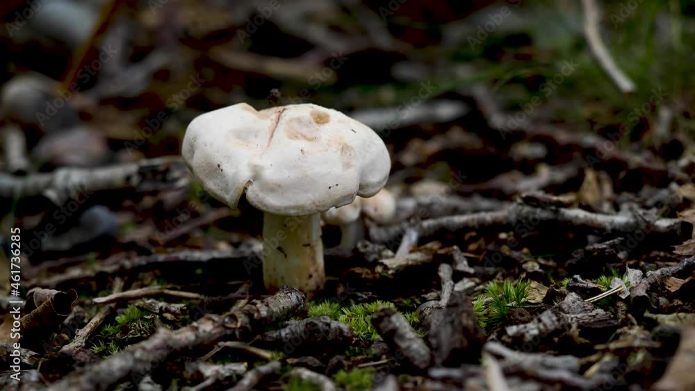 Fungi Mushroom on Woodland Floor Fungi Mushroom on Woodland Floor