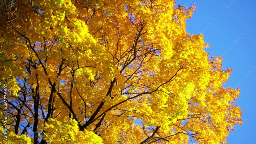 Maple tree with yellow leaves on a blue sky background. Autumn in the Park in Sunny Weather Maple tree with yellow leaves on a blue sky background. Autumn in the Park in Sunny Weather