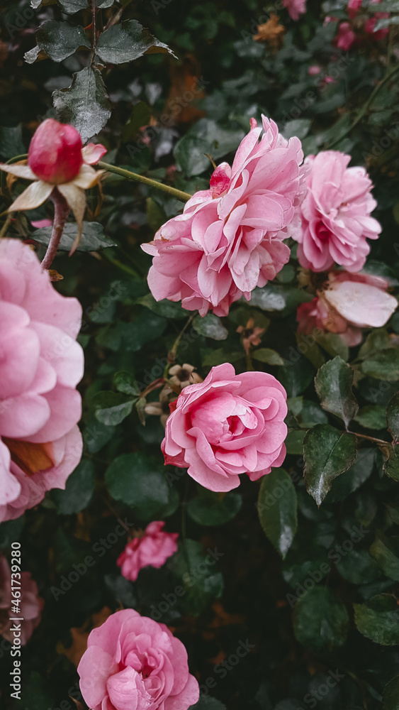 Pink flowers, Rosary, Gardening, Atmospheric photo