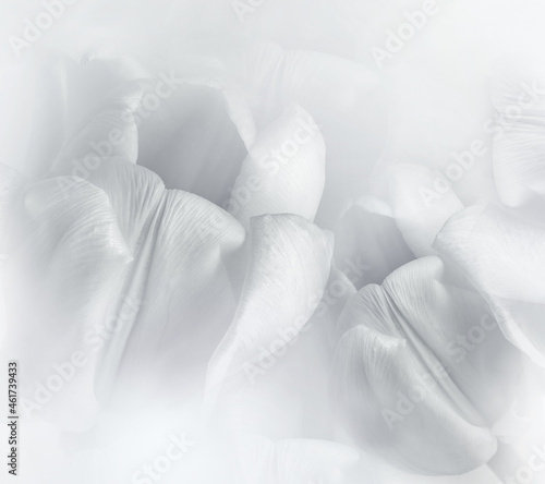 white tulips. Floral background. Closeup. Nature.
