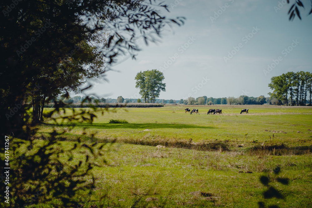 Cows on the field in nice landscape of summer day Cows on the field in nice landscape of summer day