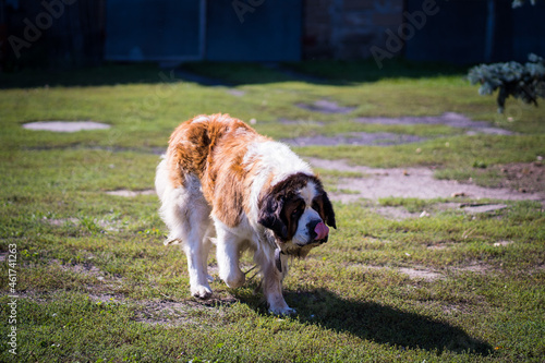 Wallpaper Mural Saint Bernard dog walking sad in hot weather  Torontodigital.ca