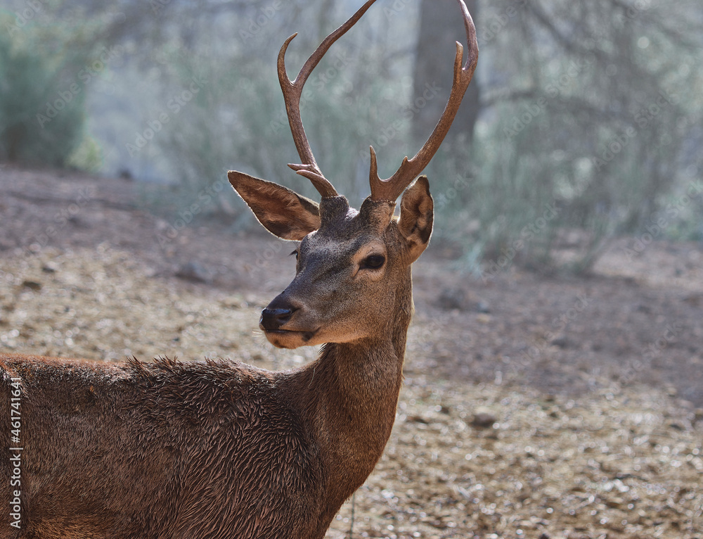 Close up picture of a male European deer Close up picture of a male European deer
