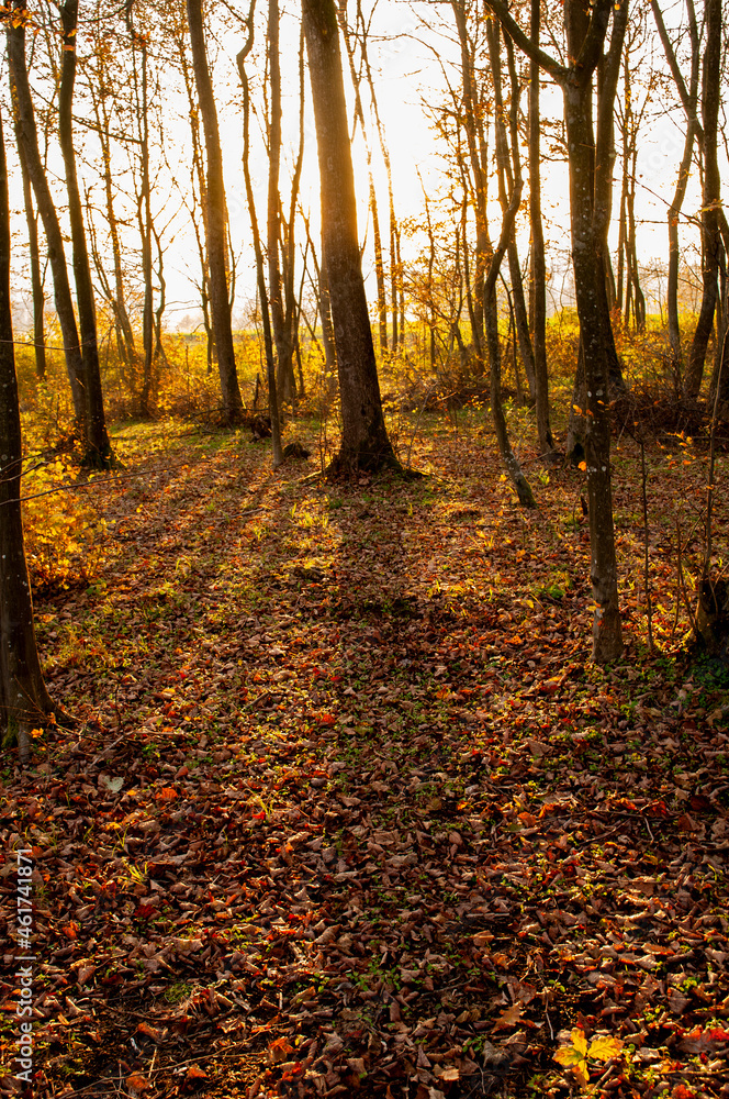 Obraz premium autumn in the woods