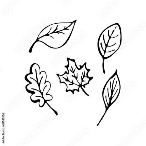 Doodle tree leaves. Hand drawn element for web design  stationery  poster  flyer  logo