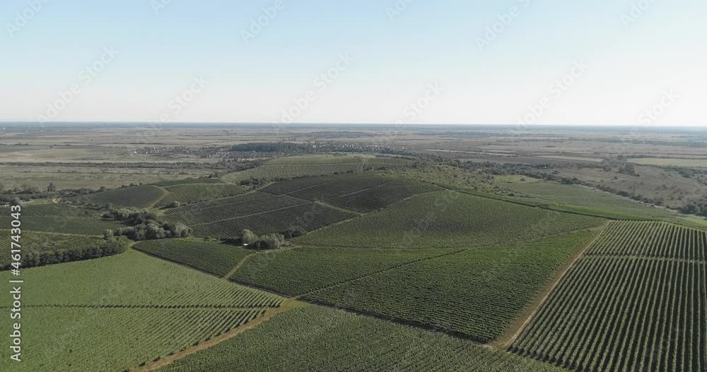 Aerial view: Amazing flying over the grape fields. 4k Aerial view: Amazing flying over the grape fields. 4k