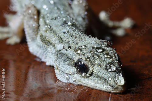 House Gecko, South Africa photo