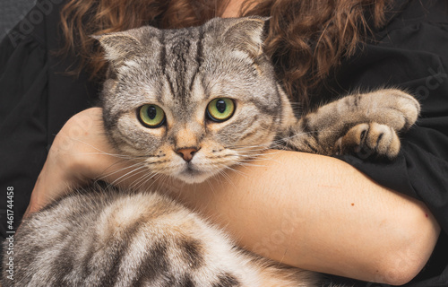 Fototapeta Naklejka Na Ścianę i Meble -  Cute breed cat Scottish fold with big eyes close-up.