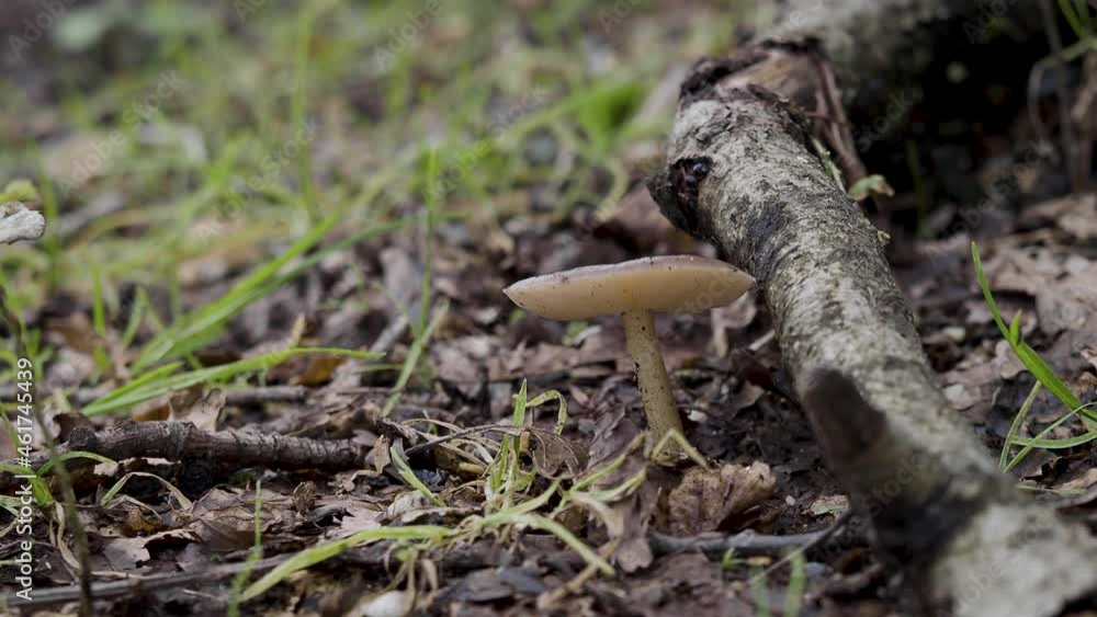 Fungi Mushroom on Woodland Floor Fungi Mushroom on Woodland Floor