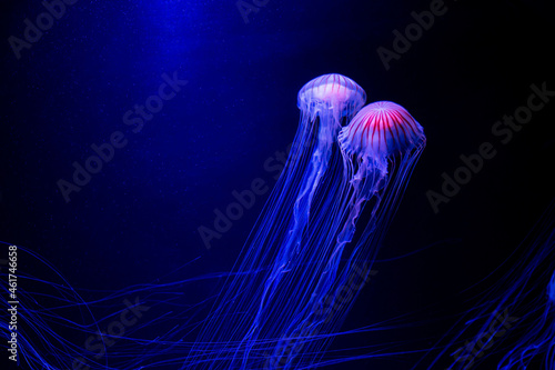 マリンワールド海の中道のクラゲ