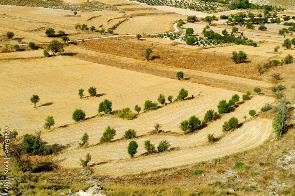Fototapeta premium Paysage agricole. Champs et arbres vis du ciel. Andalousie. Espagne.