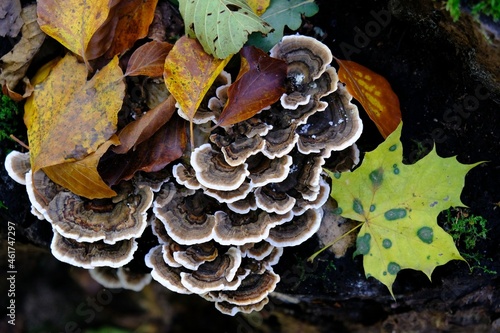 Trametes versicolor - hub, multi-colored mushrooms growing in a large group on a tree stump. It has medicinal properties. In some countries (e.g. China) considered edible.