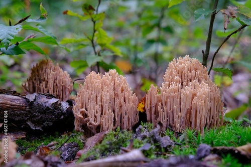 Amazing yellow mushroom like coral - Ramaria stricta photo