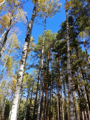 pine tree forest