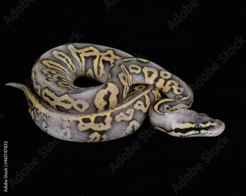 Captive Bred ball Python on Black background