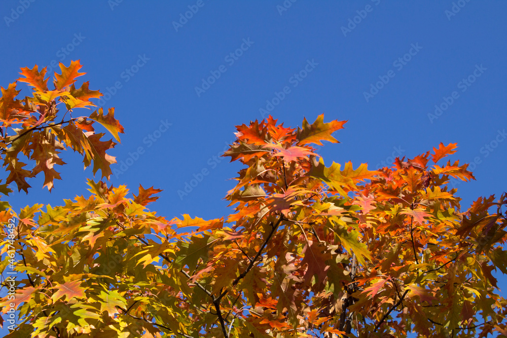 Natural autumn background. Close-up on tree branches with yellow and red leaves against the blue sky.
