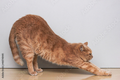 A red cat arching its back. Cat pose. Warm-up.