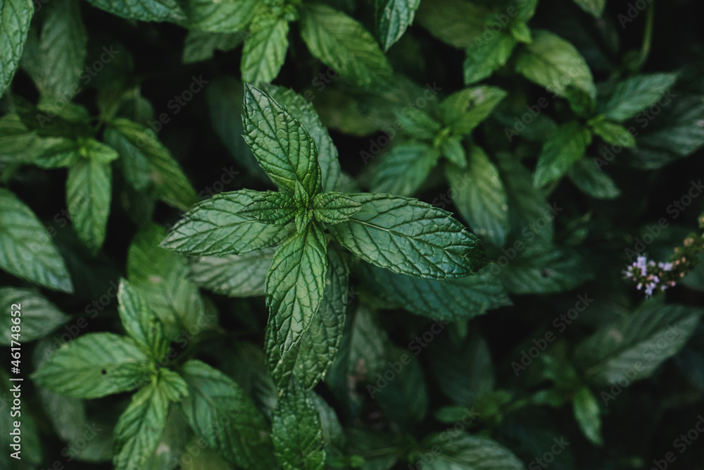 Fresh garden mint leaves Fresh garden mint leaves