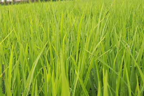 Green Rice Field with Mountains Background. green rice field background.