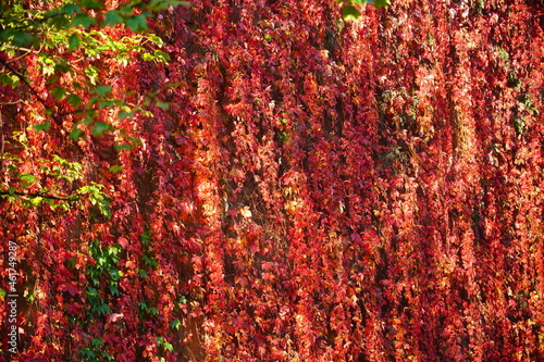 Beautiful, colorful vines, growing on tenement houses.Virginia Creeper, Parthenocissus quinquefolia - wild grape.