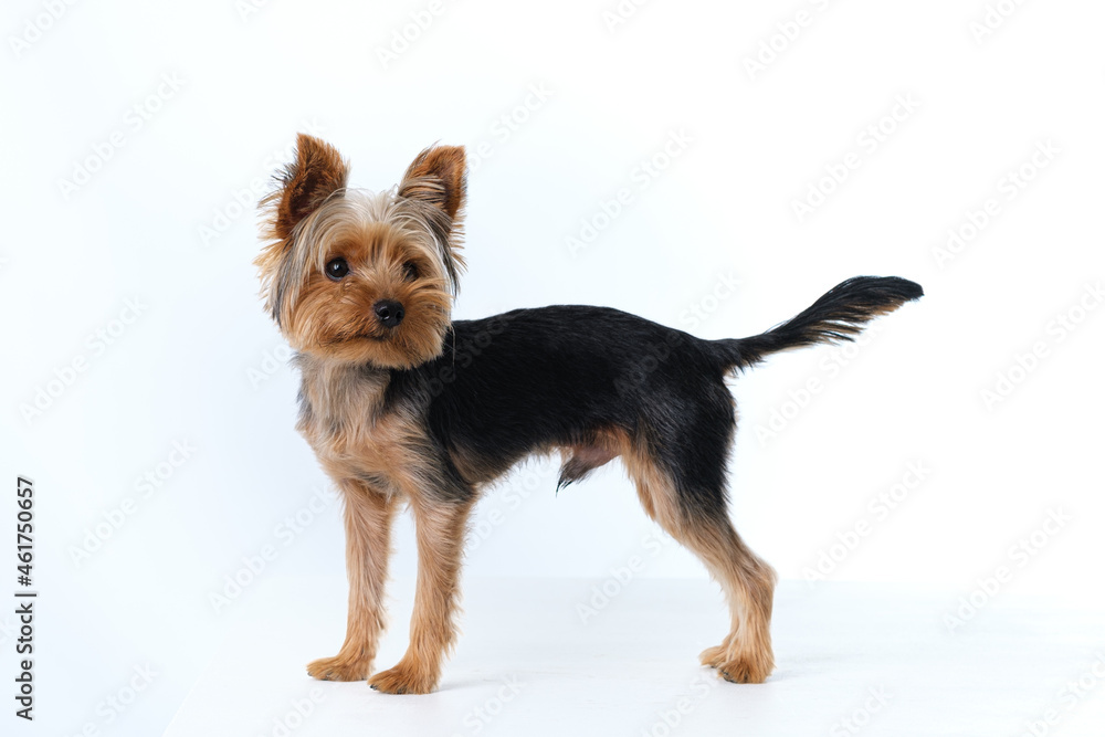 yorkshire terrier on white background short hair yorkshire terrier on white background short hair