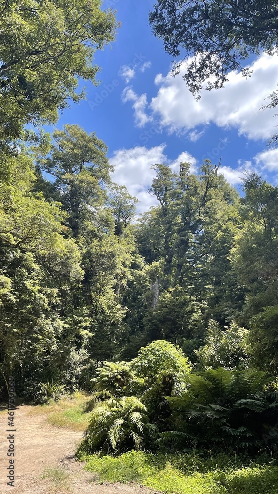 Obraz premium Kaimanawa Forest Park New Zealand