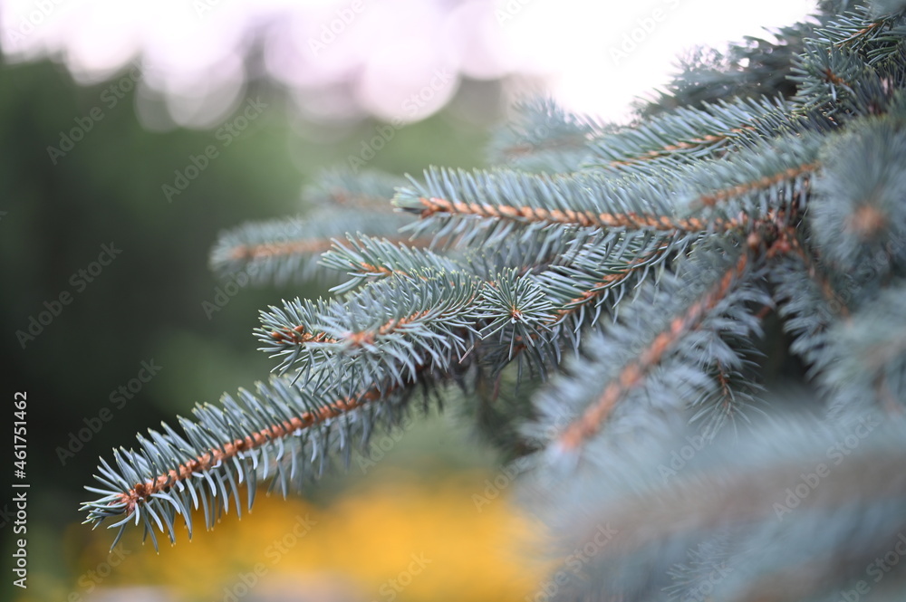 Natura Natura