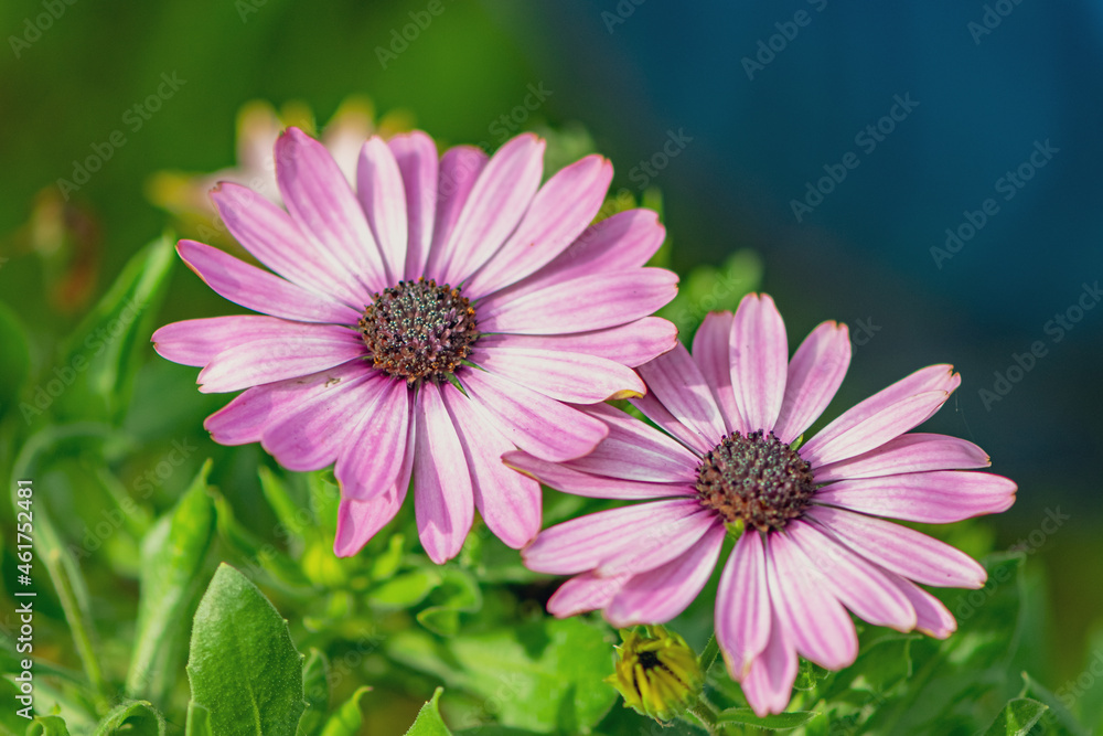 Fototapeta premium African Daisy in bloom