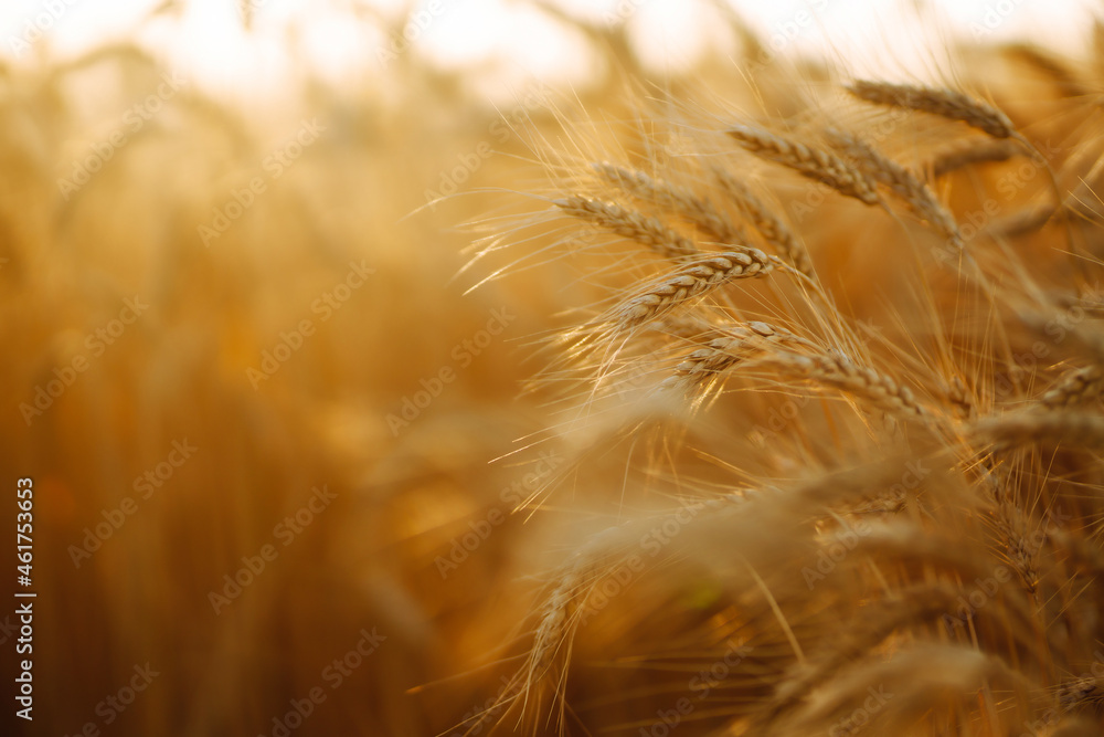 Gold wheat field at sunset. Autumn harvest. Gold wheat field at sunset. Autumn harvest.