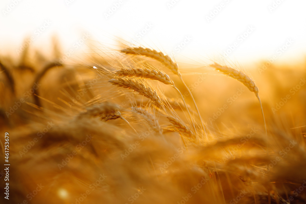 Gold wheat field at sunset. Autumn harvest. Gold wheat field at sunset. Autumn harvest.