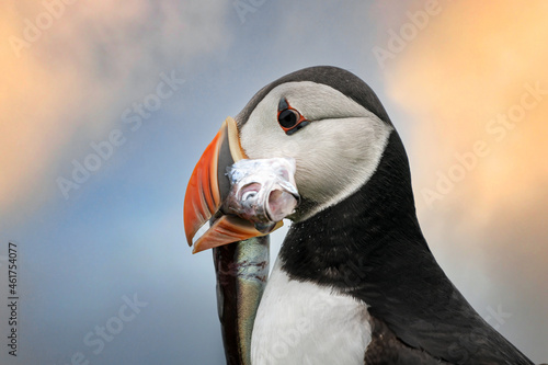 Closeup of a puffin returning to its burrow with a large fish in its beak. Mykines Island, Faroe Isalnds © Luis