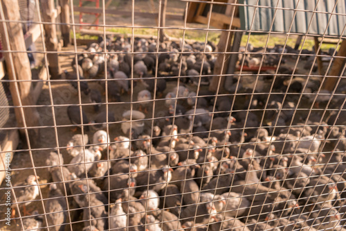 There is a wire mesh fence at the poultry farm. Selective focus.