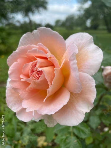 Big light pink full rose closeup nature flower