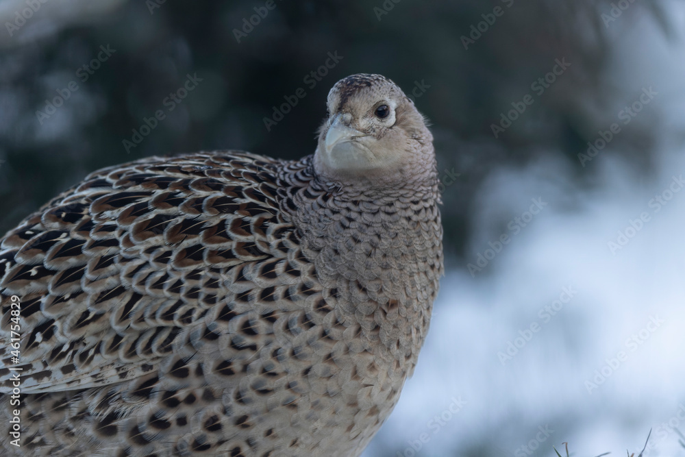 Fototapeta premium Common pheasant Phasianus colchicus in close view