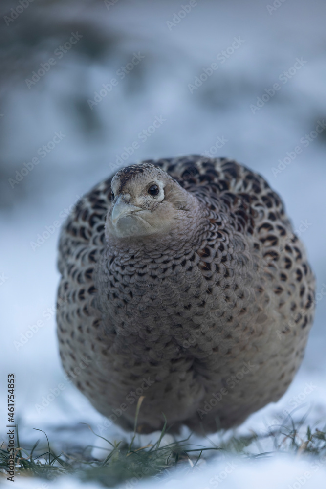 Common pheasant Phasianus colchicus in close view Common pheasant Phasianus colchicus in close view
