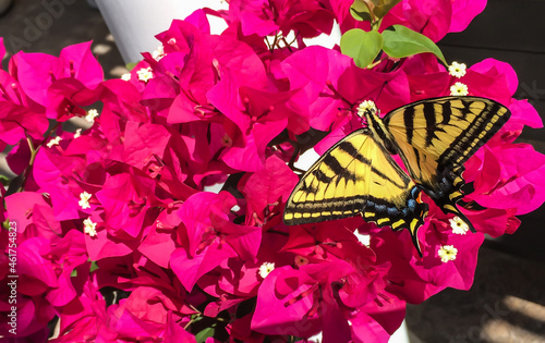 Beautiful Butterfly on Bougainvillea Plant photo