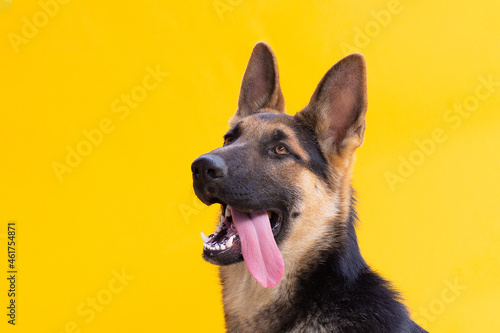 German Shepherd dog with open mouth on yellow background