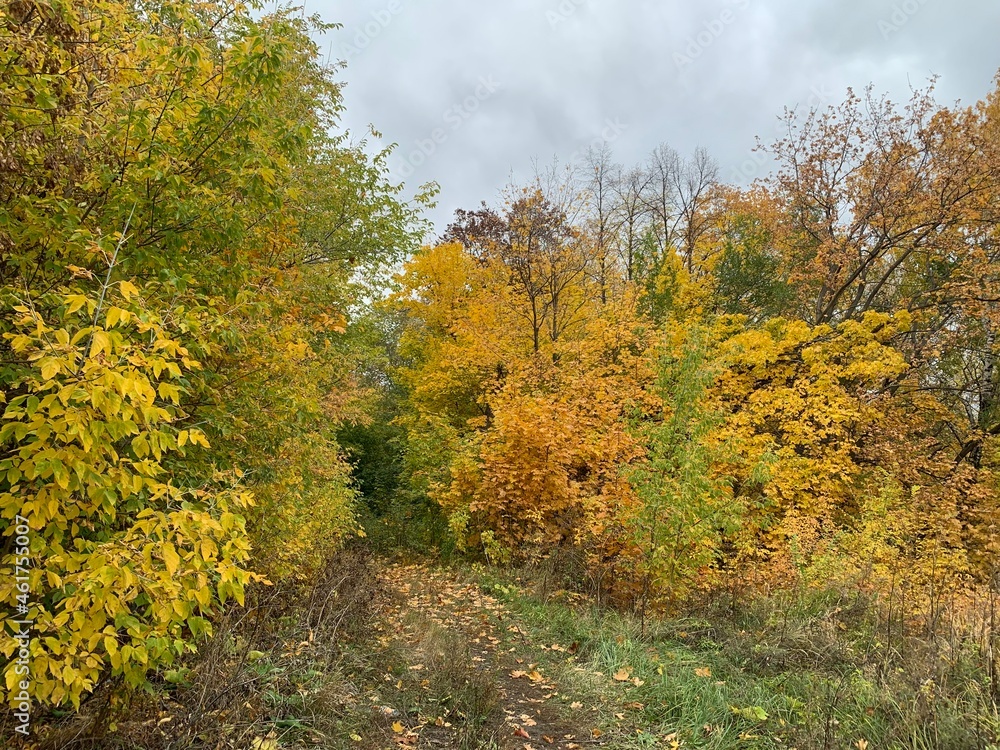 Naklejka premium golden foliage trees in the park in autumn