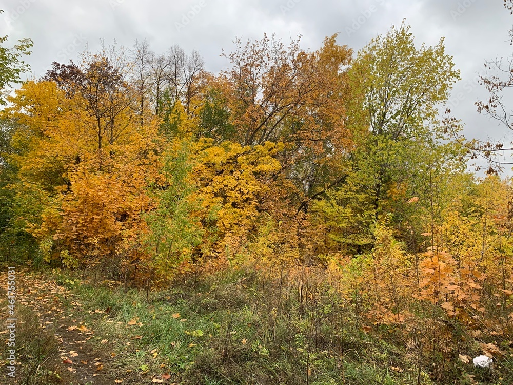 golden foliage trees in the park in autumn golden foliage trees in the park in autumn