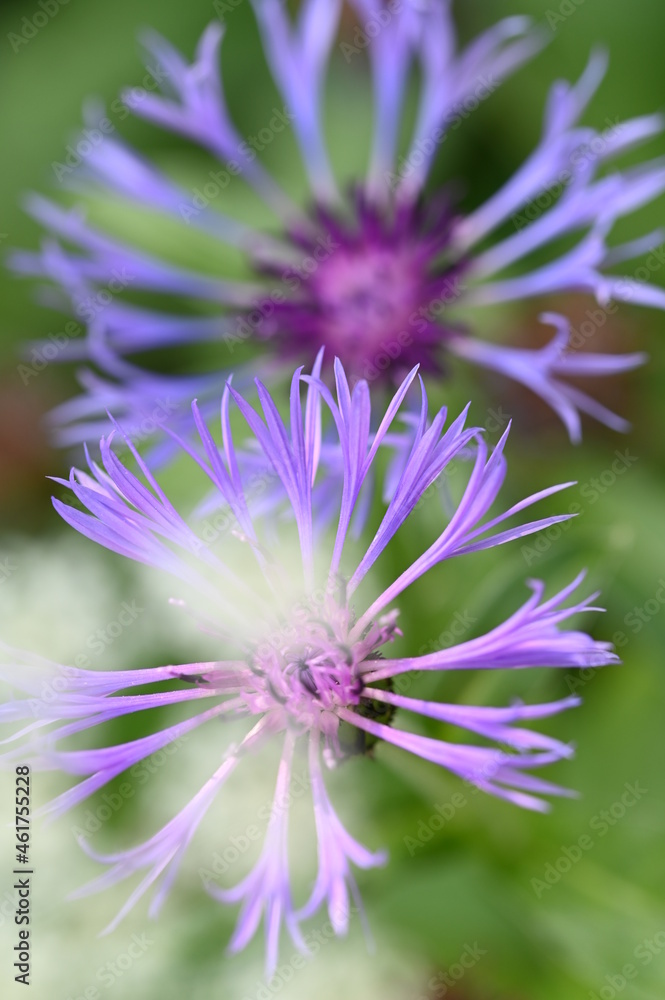 Natura Natura