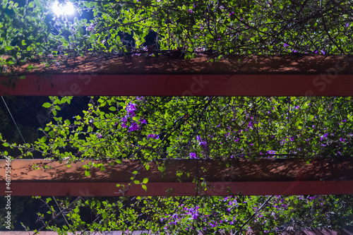 Pergola covered with vines and purple flowers at night