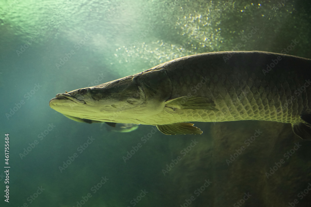 Fish under water. Arapaima fish - Pirarucu Arapaima gigas one largest freshwater fish. Fish in the aquarium behind glass. Fish under water. Arapaima fish - Pirarucu Arapaima gigas one largest freshwater fish. Fish in the aquarium behind glass.