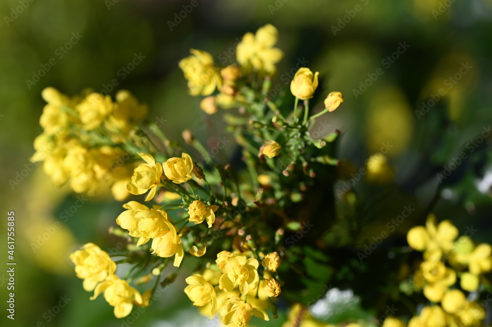 Natura Natura