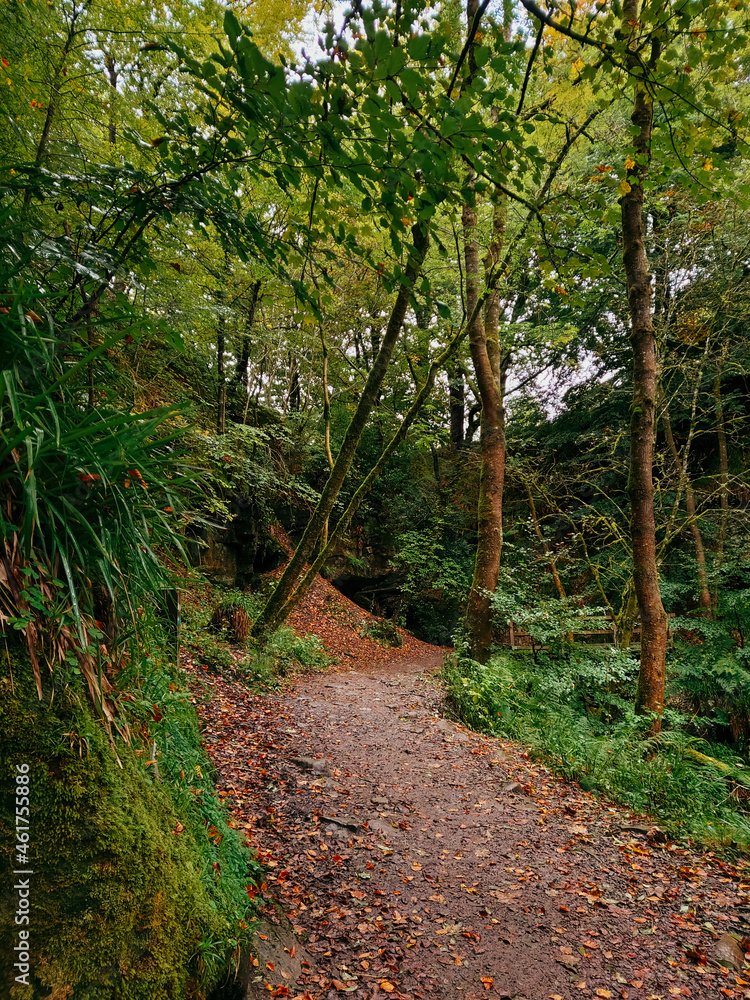 Fototapeta premium path in the woods
