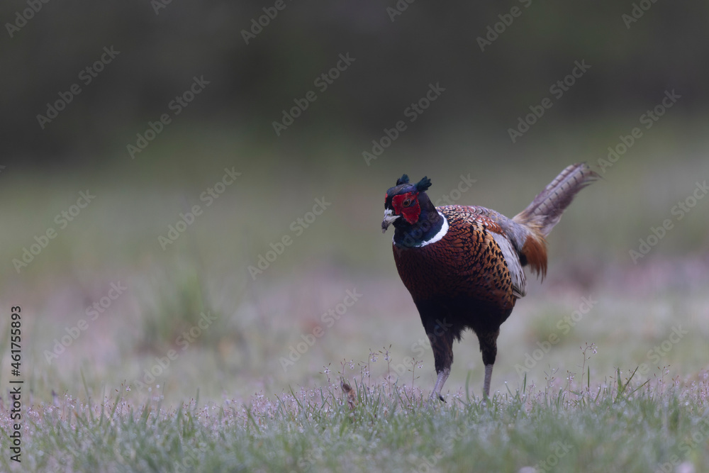 Fototapeta premium Common pheasant Phasianus colchicus in close view