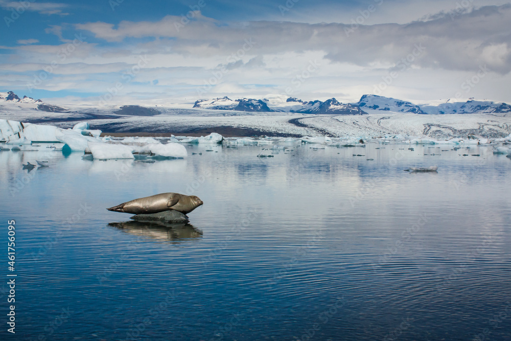 Seehund vor Gletscher in Island