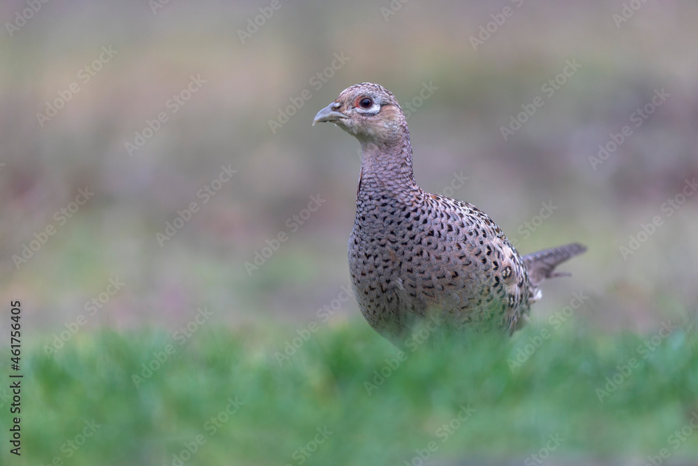 Common pheasant Phasianus colchicus in close view Common pheasant Phasianus colchicus in close view