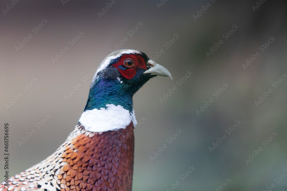 Common pheasant Phasianus colchicus in close view Common pheasant Phasianus colchicus in close view